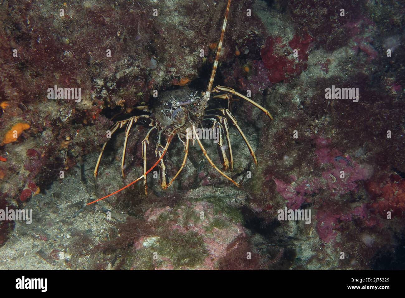 Gemeiner stacheliger Hummer (Palinurus elephas) Stockfoto