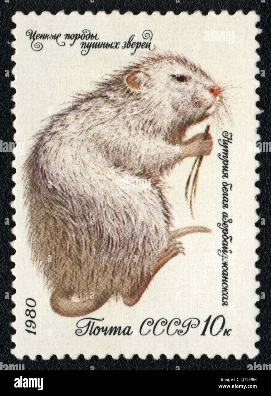 Eine Briefmarke zeigt ein Bild der Weißen aserbaidschanischen Nutria (Myocastor coypus), UdSSR 1980 Stockfoto