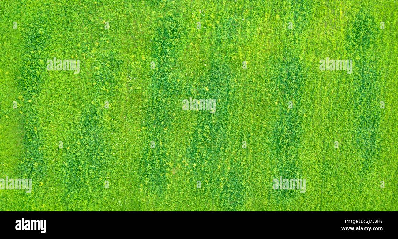 Drohnenansicht von frischem gelbgrünen Rasen mit dunkelgrünen Flecken, abstrakter Luftstruktur Stockfoto