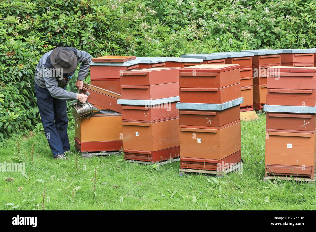 Imker verbreitet Rauch in den Bienenstöcken Stockfoto