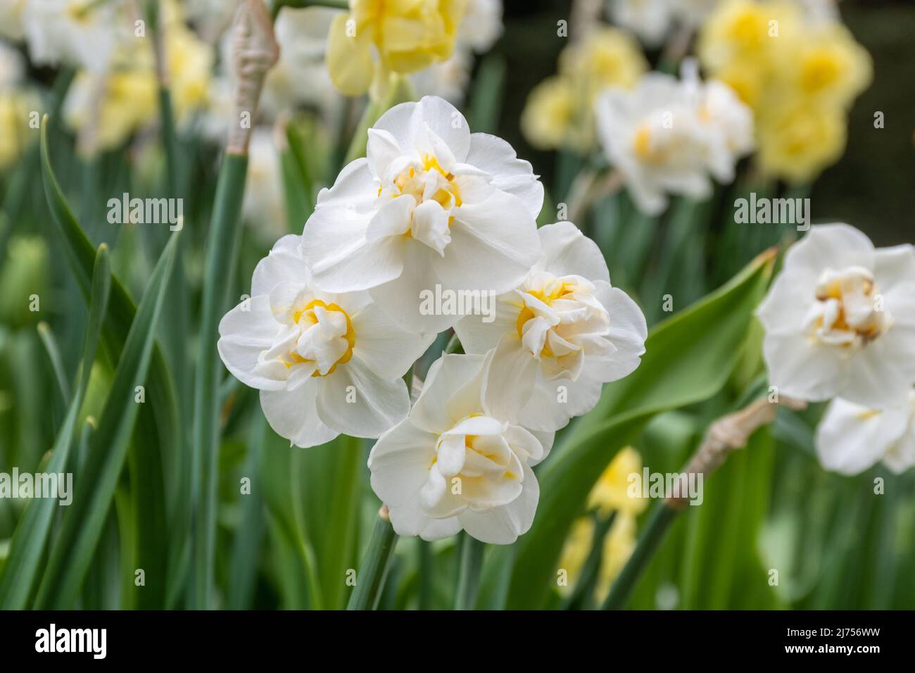 Narcissus 'Heiterkeit', spät blühender cremig-weißer Narzissen mit Blütenhaufen Stockfoto