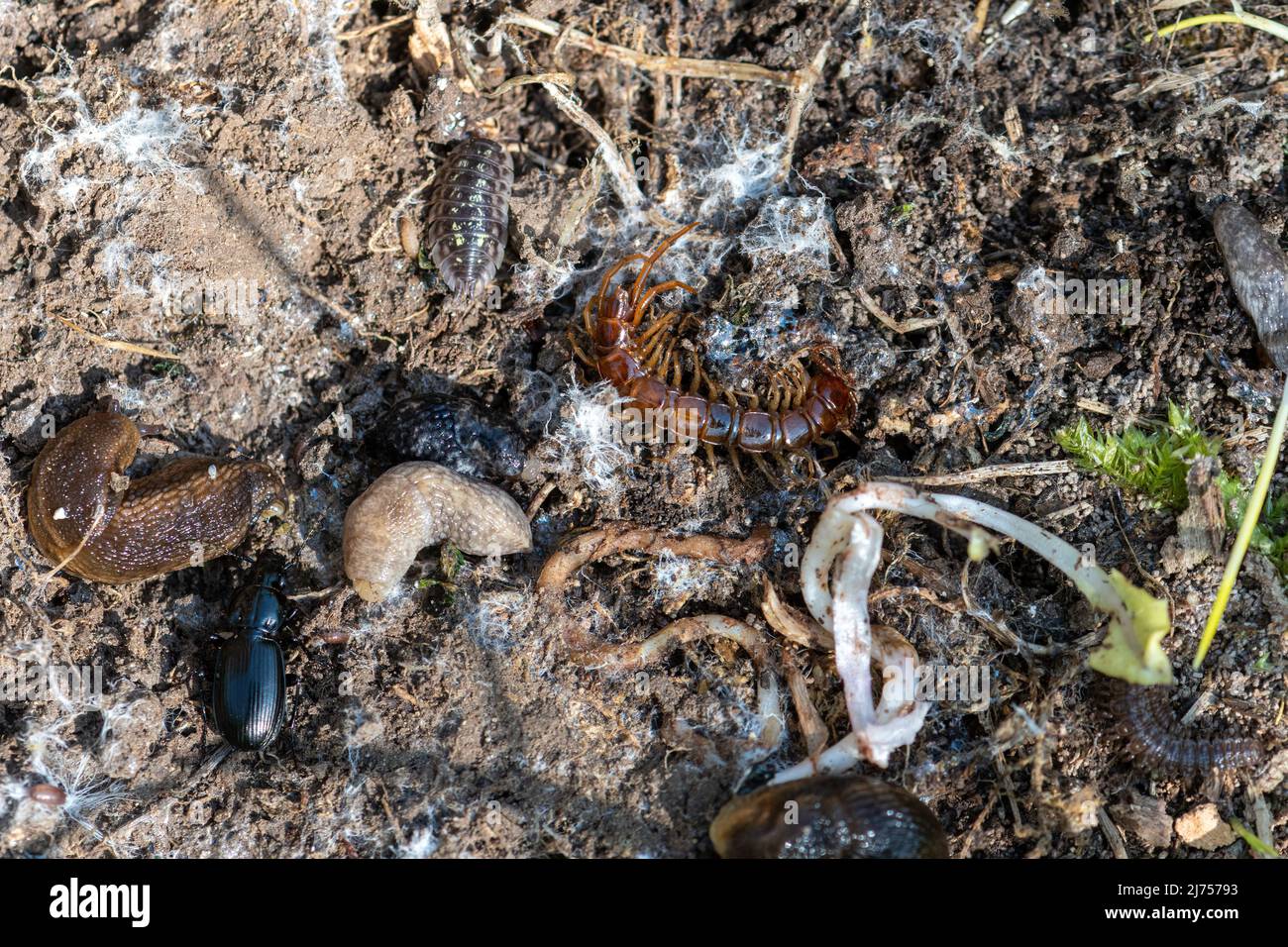 Bug-Jagd. Verschiedene wirbellose Tiere, Kleintiere, Kreaturen unter einem Baumstamm, darunter ein brauner Tausendfüßler, Bodenkäfer, Nacktschnecken und Waldläuse, Großbritannien Stockfoto