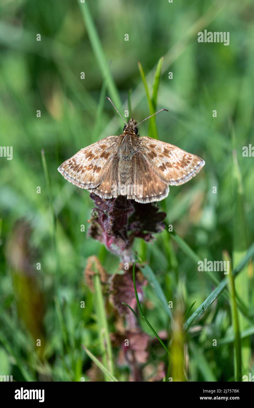 Dingy Skipper Butterfly (Erynnis Tages), Großbritannien Stockfoto