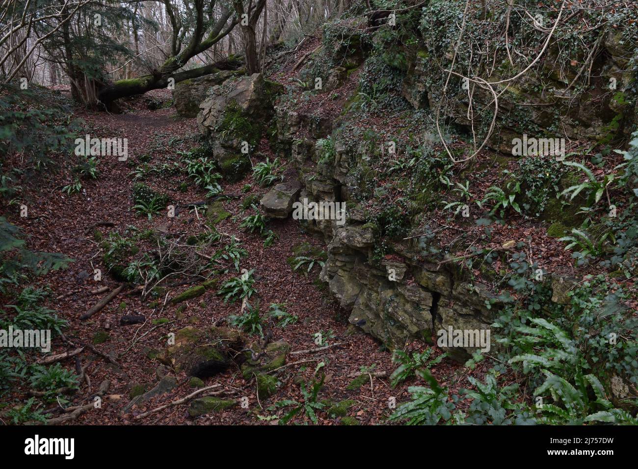 Monkton Farleigh Woods, Bathford, an der Grenze zu Somerset und Wiltshire, England, Großbritannien Stockfoto Monkton Farleigh Woods, Bathford, an der Grenze zu Somerset und Wiltshire, England, Großbritannien Stockfoto