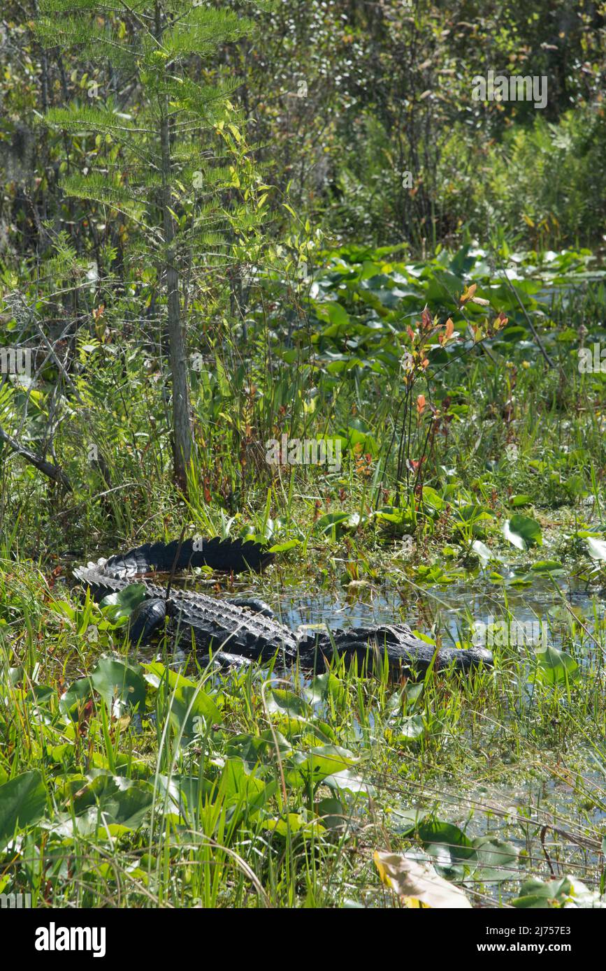 Ein amerikanischer Alligator sonnt sich im flachen Wasser des Okefenokee National Wildlife Refuge, Georgia, USA Stockfoto