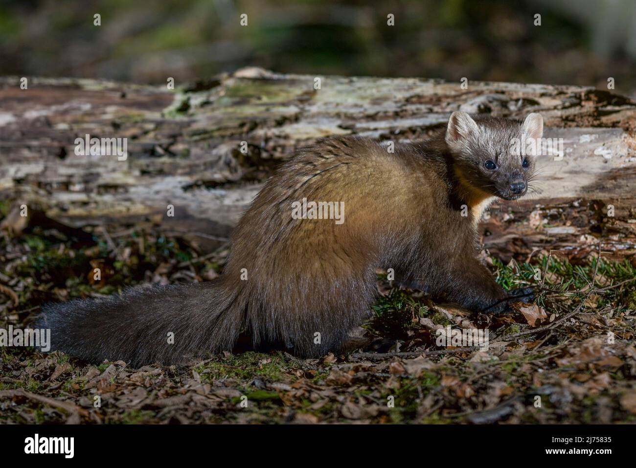 Welsh Pine Marten Stockfoto