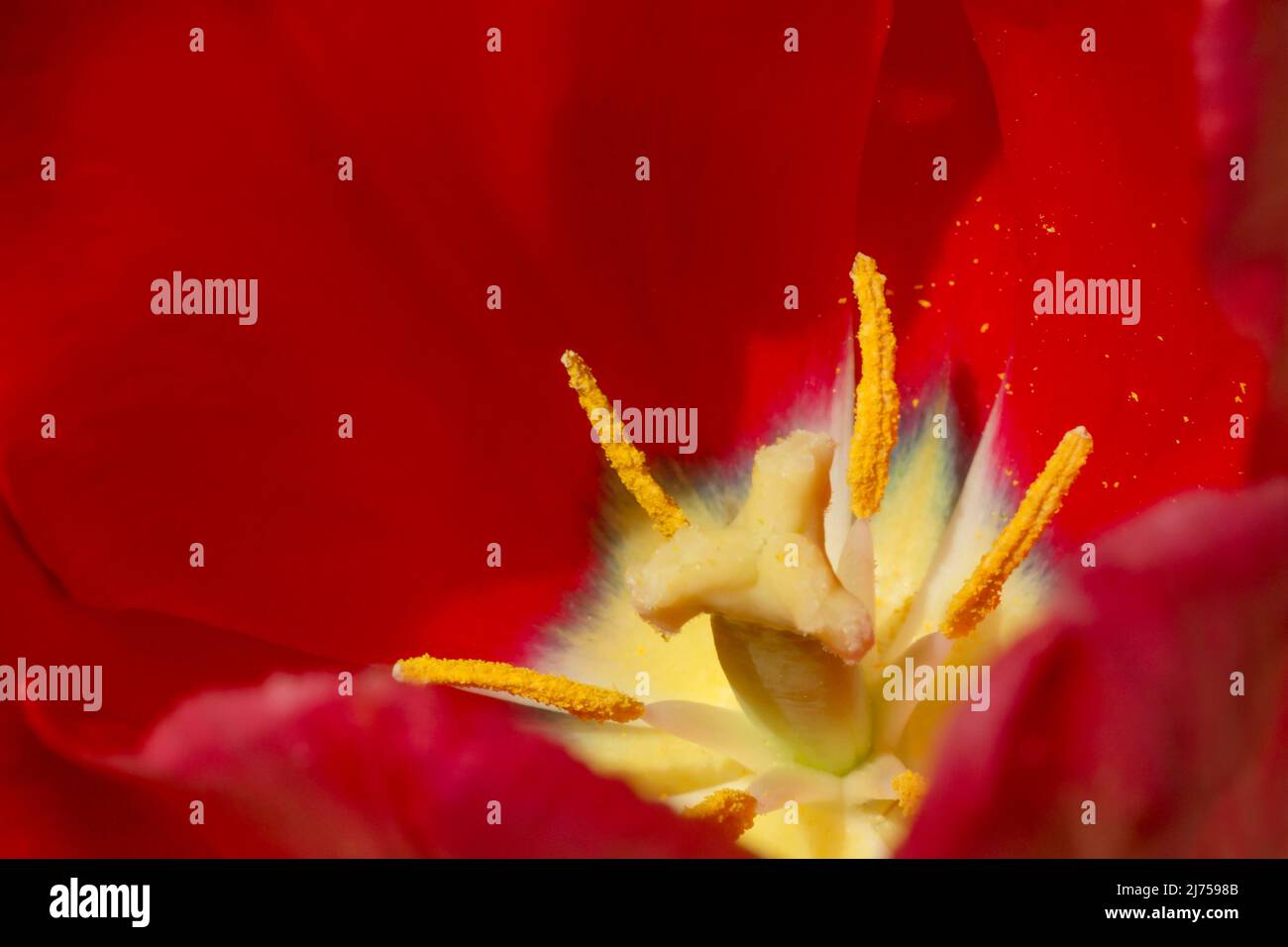 Nahaufnahme von Pistill und Staubgefäßen in der roten Tulpe Stockfoto