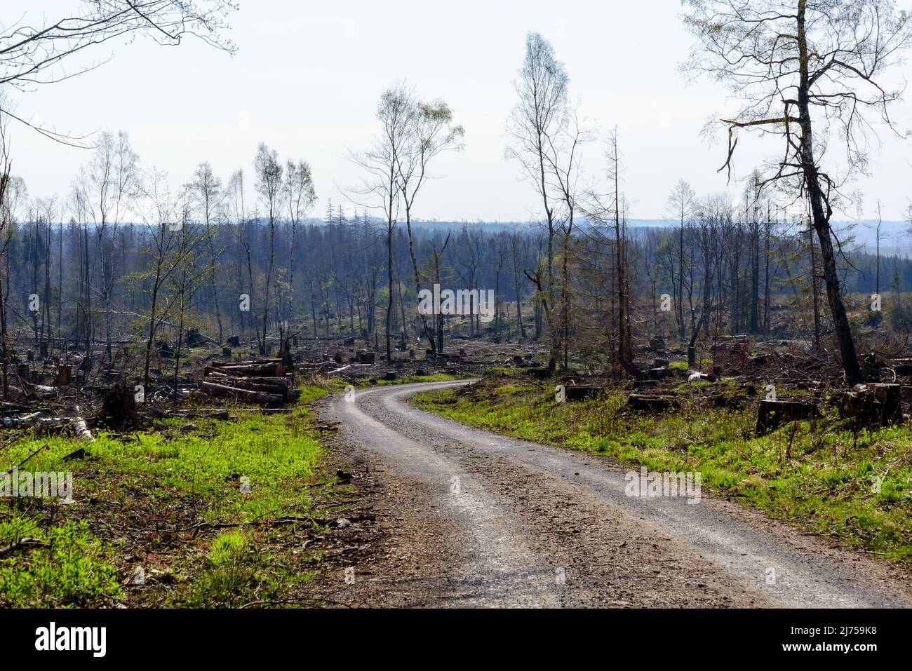 Entwaldung durch Rindenkäfer-Befall in Tannenbäumen, die bereits durch den Klimawandel geschwächt sind, in der mitteldeutschen Harzhügelregion Stockfoto