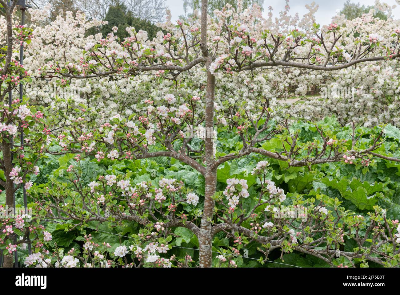 Espalier trainierte Obstbaum in Blüte Stockfoto