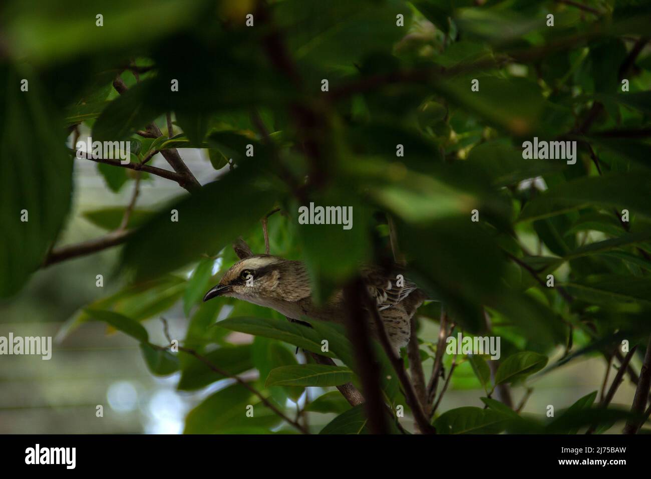 Goiânia, Goias, Brasilien – 22. April 2022: Mimus saturninus. Ein Vogel, der auf einem Ast eines grünen Baumes thront. Stockfoto