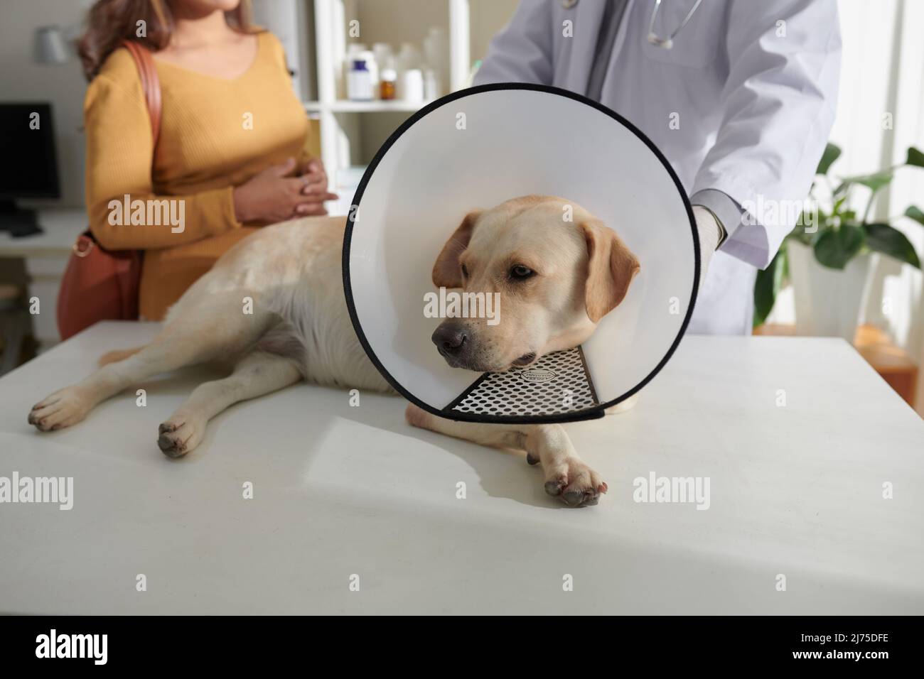 Labrador Retriever Hund mit Kunststoff elisabethanischen Kragen um den Hals auf medizinischen Tisch Tierklinik liegen Stockfoto