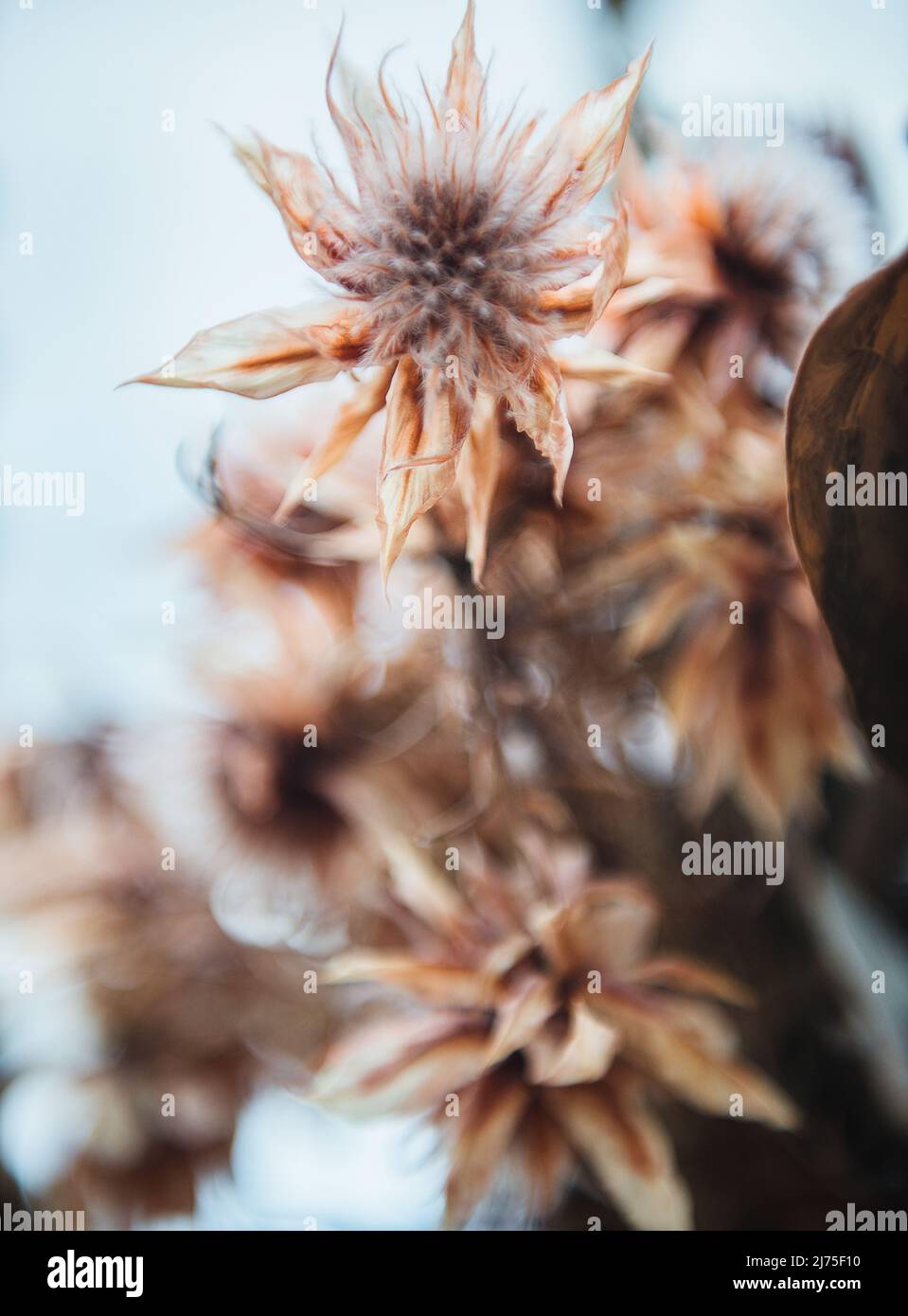 Blume, Nahaufnahme Stockfoto