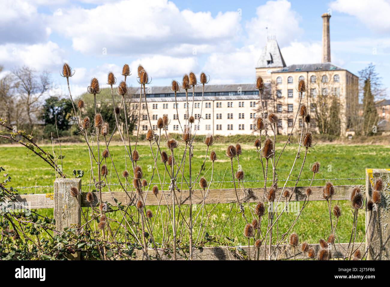 Teasels wachsen auf Ebley Meadows vor Ebley Mill, einer Tuchfabrik aus dem 19.. Jahrhundert, die jetzt in Büros für Stroud District Council, Ebley, Glou, umgewandelt wurde Stockfoto