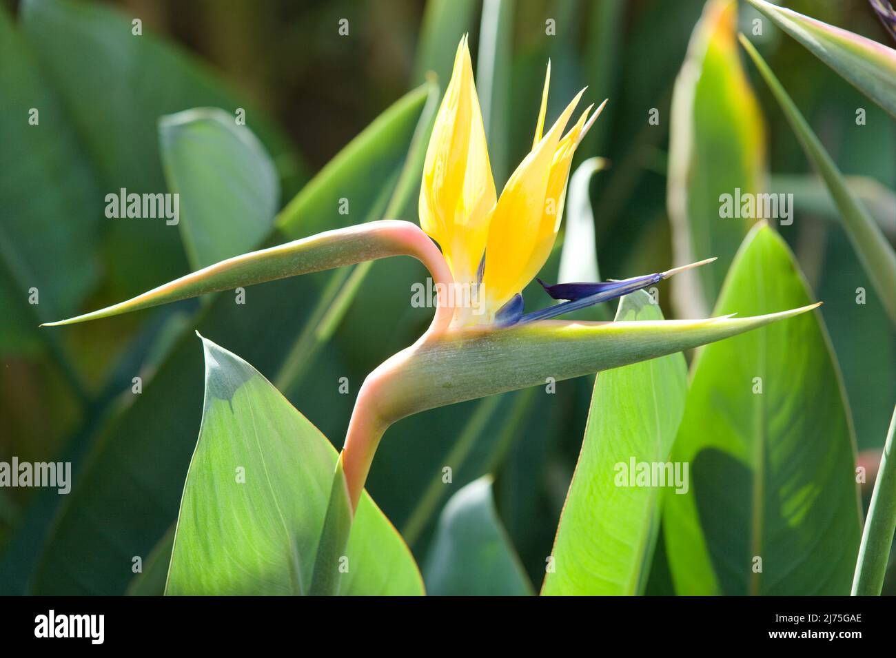 Nahaufnahme der wunderschönen Pflanze „Bird of Paradise“, Strelitzia Reginae Stockfoto