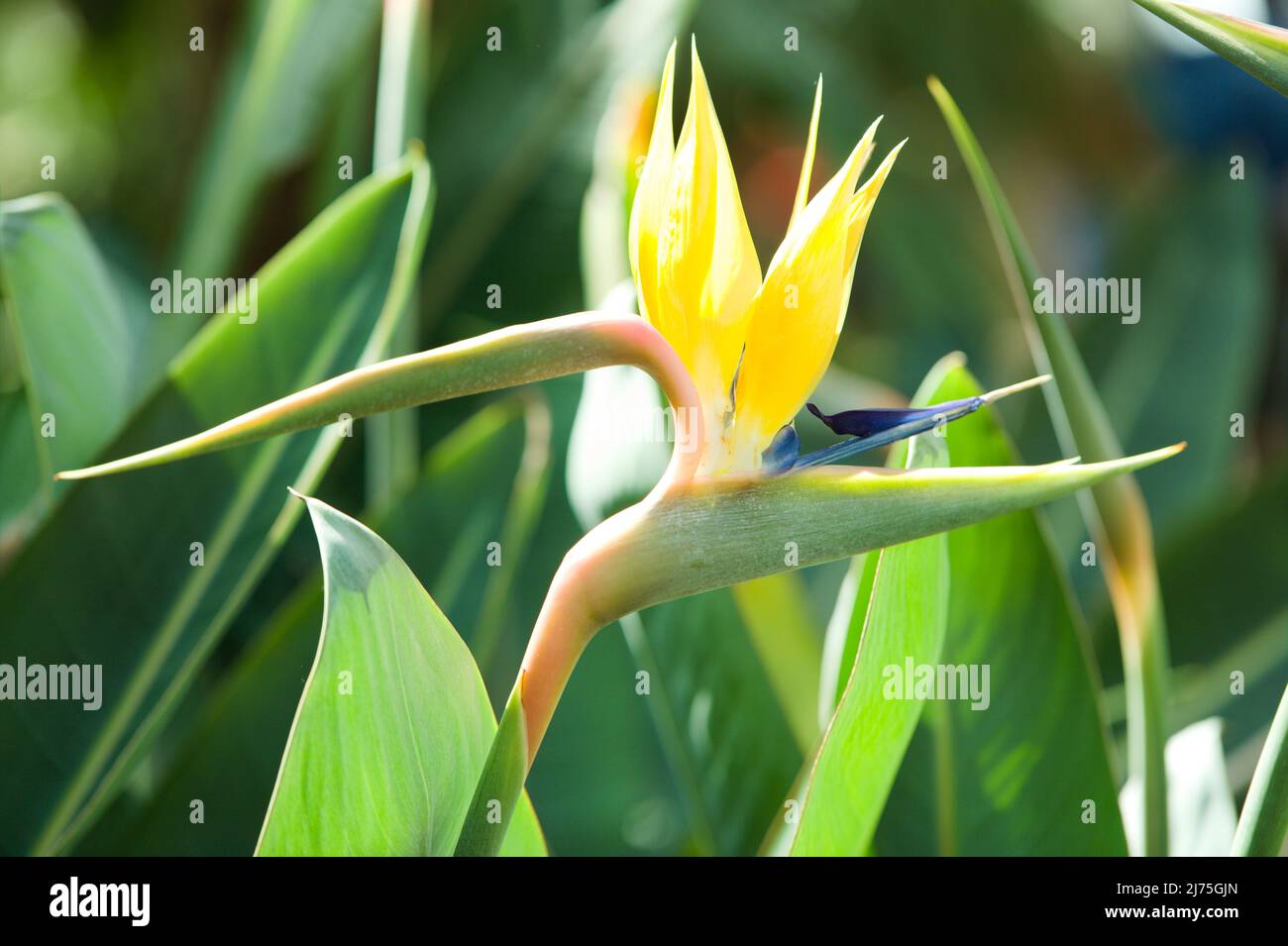 Nahaufnahme der wunderschönen Pflanze „Bird of Paradise“, Strelitzia Reginae Stockfoto