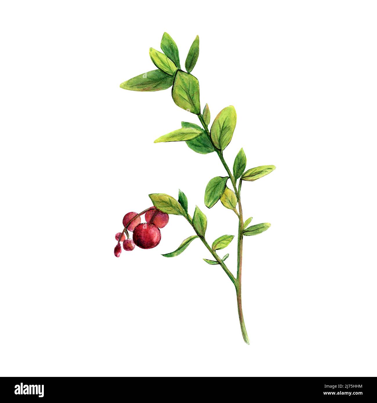 Aquarell-Illustration von Preiselbeeren mit einem Zweig aus Blättern und roten Beeren Stockfoto