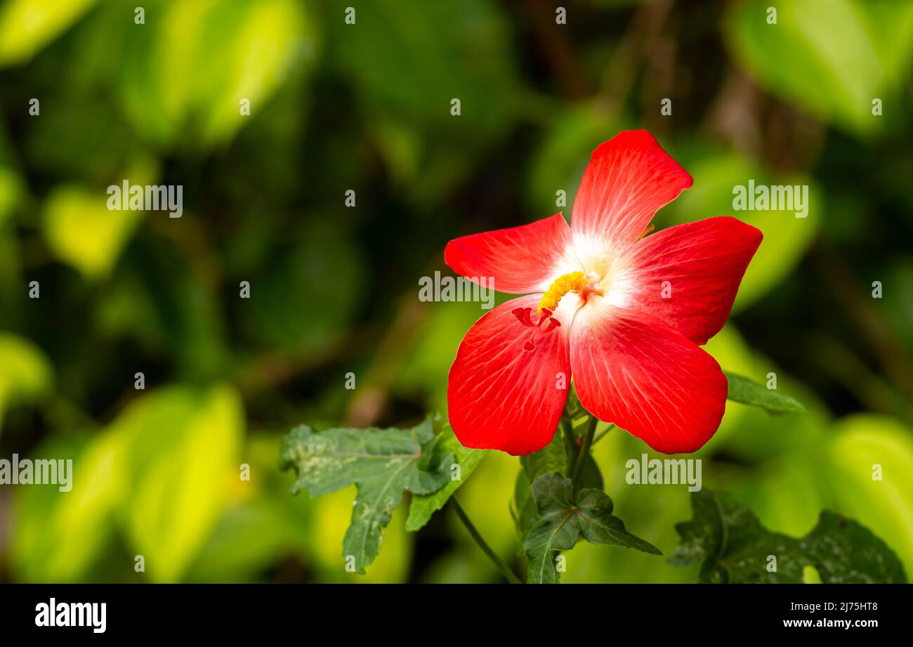 Nahaufnahme einer Schönheit der roten Blume (Hisbiscus martianus), Familie Hibiscus, in flachem Fokus Stockfoto