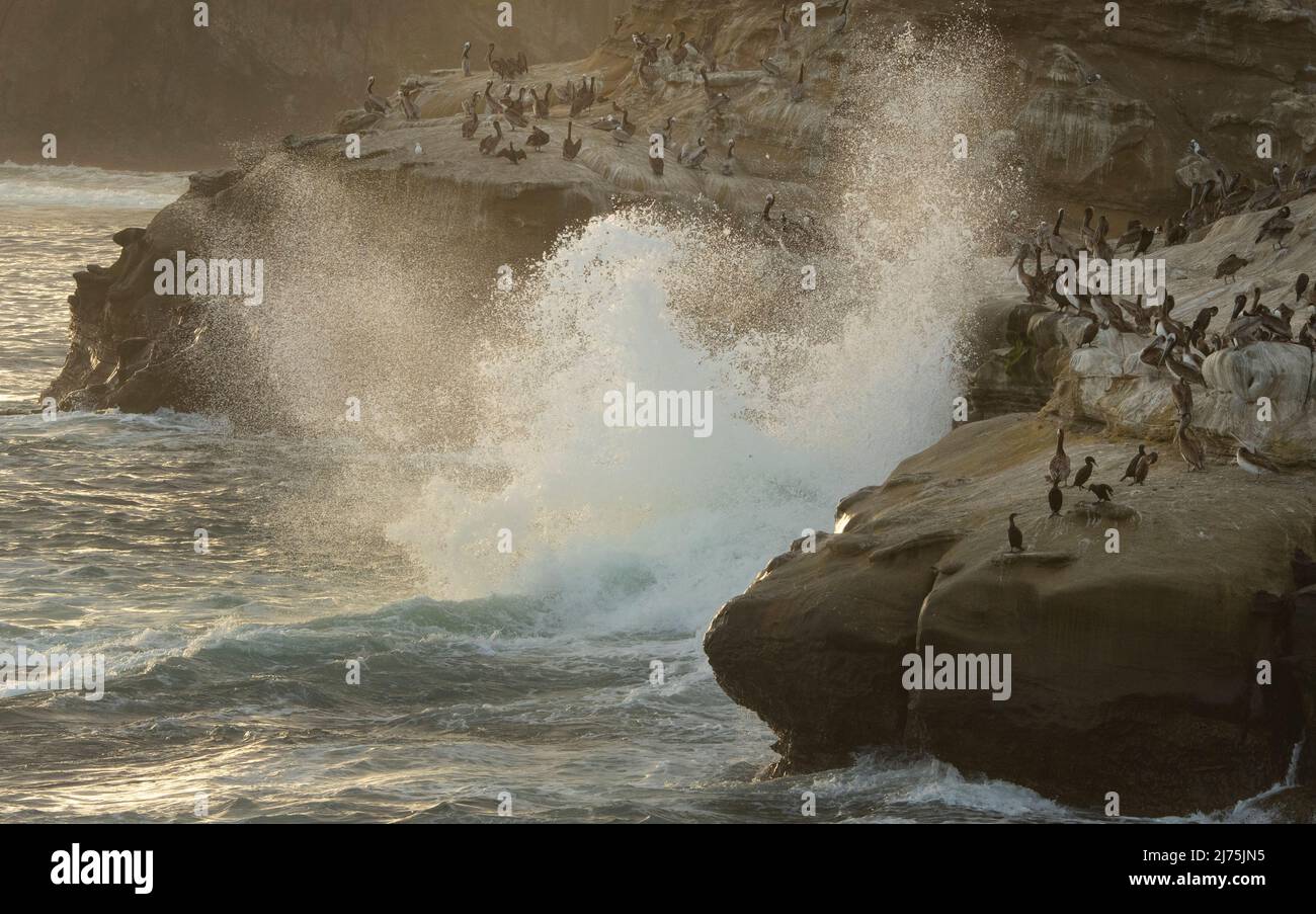 Schwere Brandung stürzt mit Seevögeln in Felsen Stockfoto