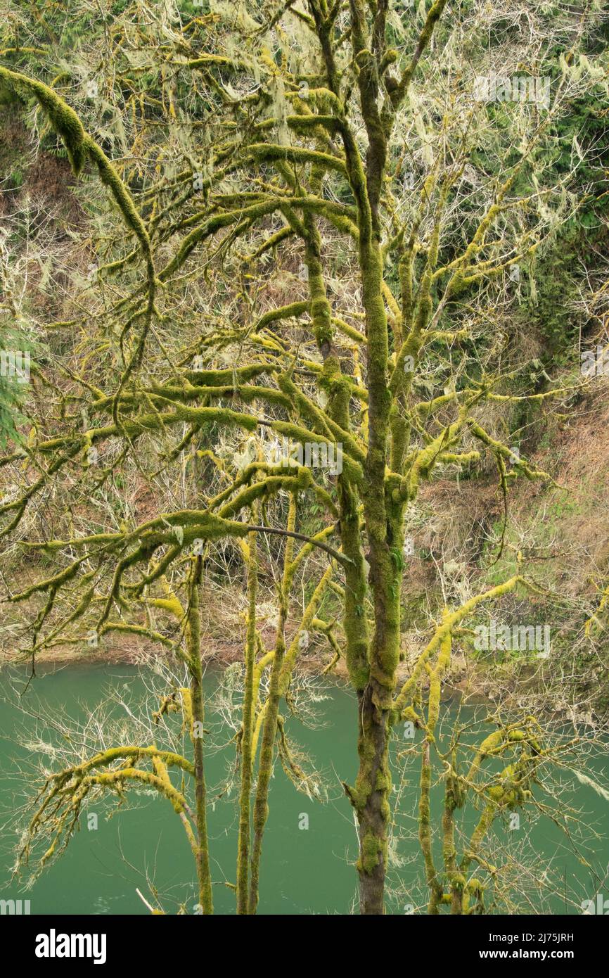 Moosiger Wald, Coast Range, Oregon Stockfoto