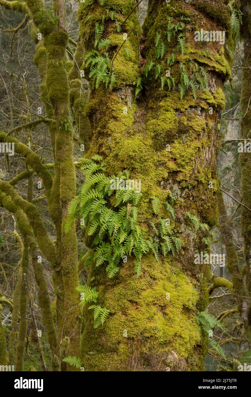 Moosiger Wald, Coast Range, Oregon Stockfoto