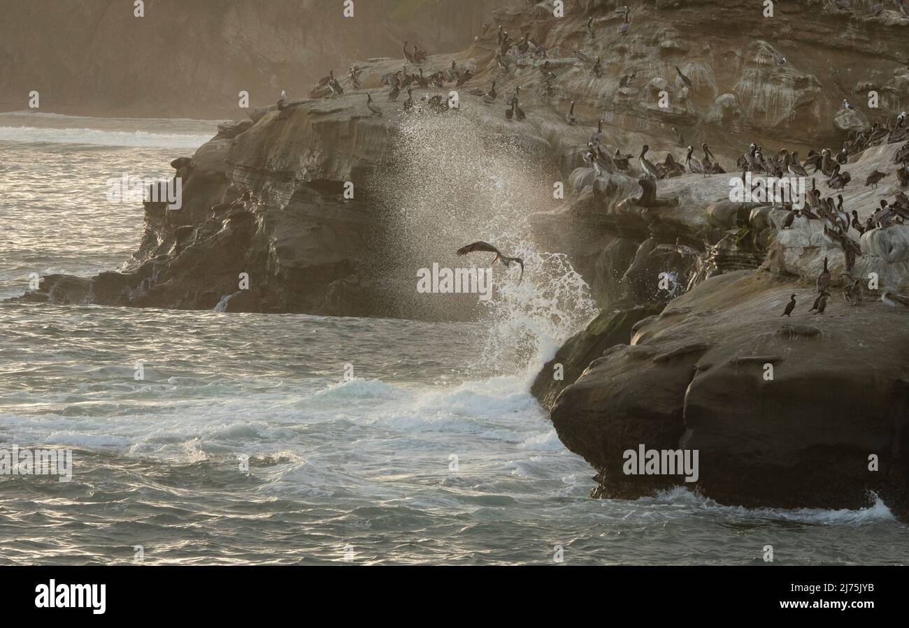 Schwere Brandung stürzt mit Seevögeln in Felsen Stockfoto