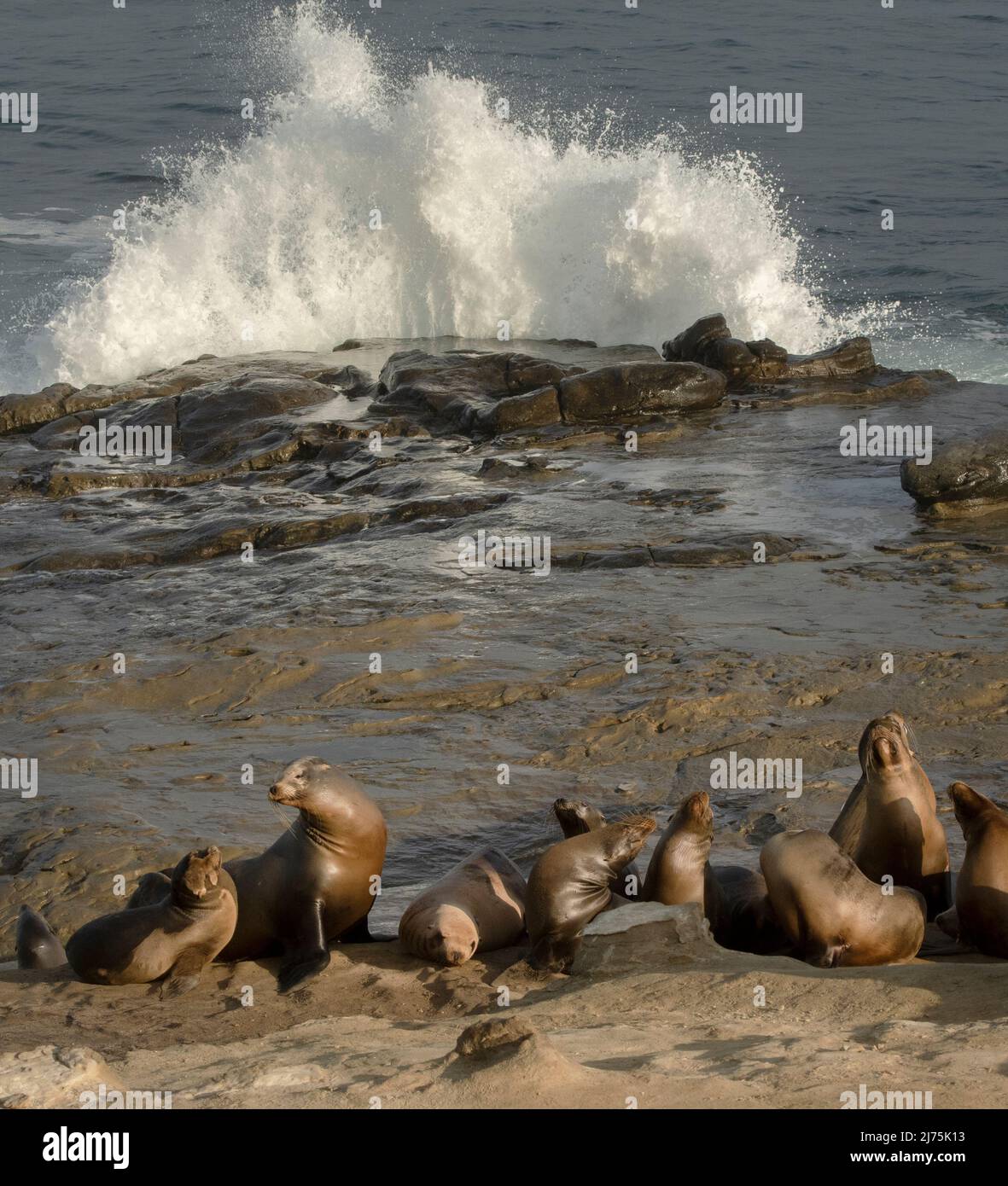 Kalifornische Seelöwen, La Jolla, Kalifornien Stockfoto
