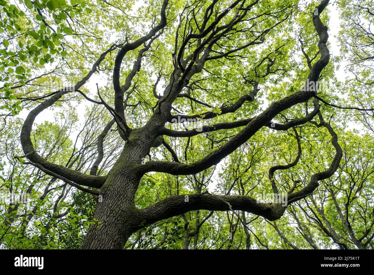 Verdrehte alte Eichen im Frühjahr, als sich ihre Blätter im Wald, Warwickshire, England, zu bilden beginnen. Stockfoto