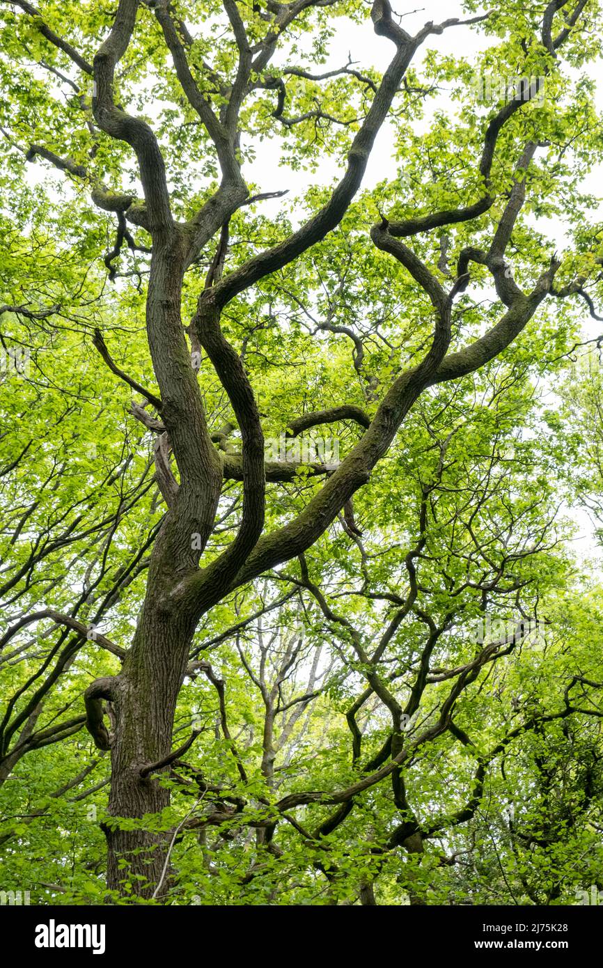 Verdrehte alte Eichen im Frühjahr, als sich ihre Blätter im Wald, Warwickshire, England, zu bilden beginnen. Stockfoto