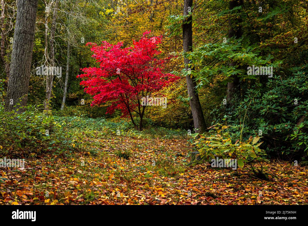 Farbenfrohe Herbstwälder und Laub in der Nähe des hohen weald bei Lamberhurst in Kent im Südosten Englands Stockfoto