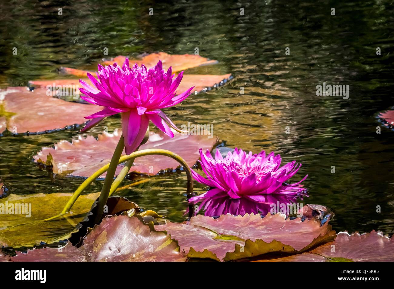 Helle bunte Seerosen in einem Teich Stockfoto