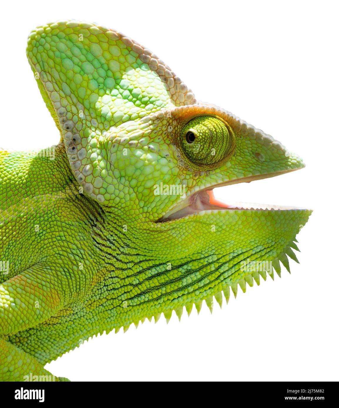 Chameleon-Kopf isoliert. Weißer Hintergrund. Weibliches Jemen-Chamäleon mit offenem Mund und Blick nach vorne. Stockfoto