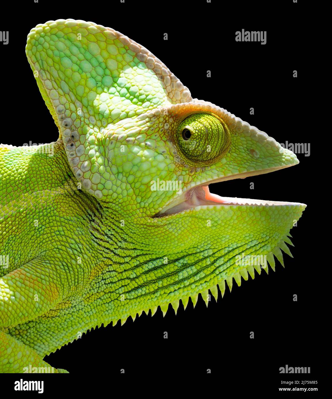 Chameleon-Kopf isoliert. Schwarzer Hintergrund. Weibliches Jemen-Chamäleon mit offenem Mund und Blick nach vorne. Stockfoto