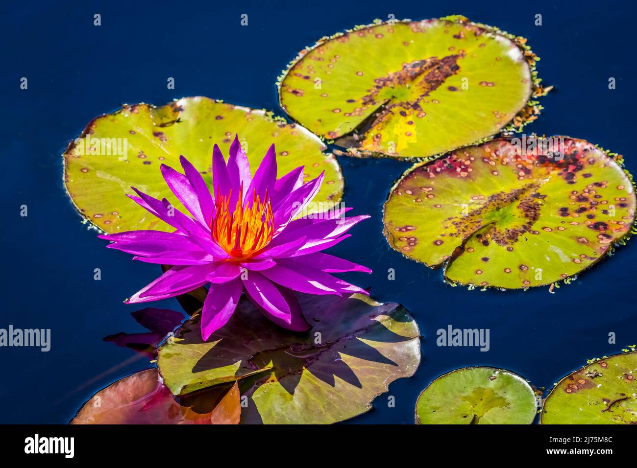 Helle bunte Seerosen in einem Teich Stockfoto