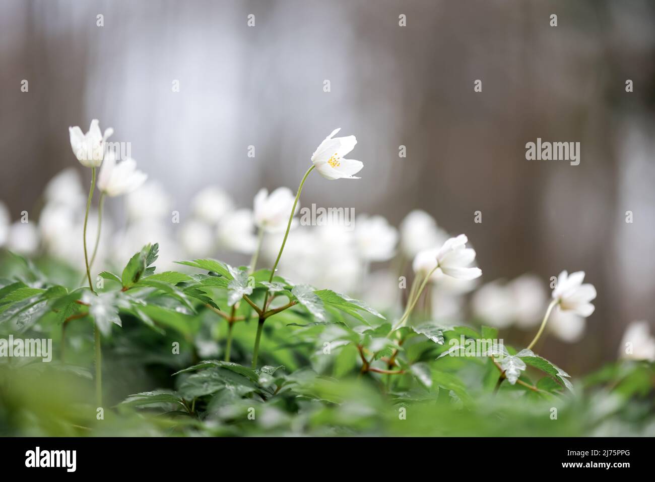 Weiße Holzanemone blüht in der Nähe des Frühlingswaldes. Waldwiese mit Primerose (Nemorosa) Blumen bedeckt Stockfoto