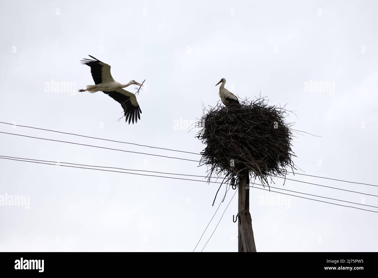 Weißer Storch mit Baumzweig im Schnabel, der in der Frühjahrssaison zu seinem Nest zurückkehrt. Das Nestgebäude des Storchs. Vogelfotografie Stockfoto