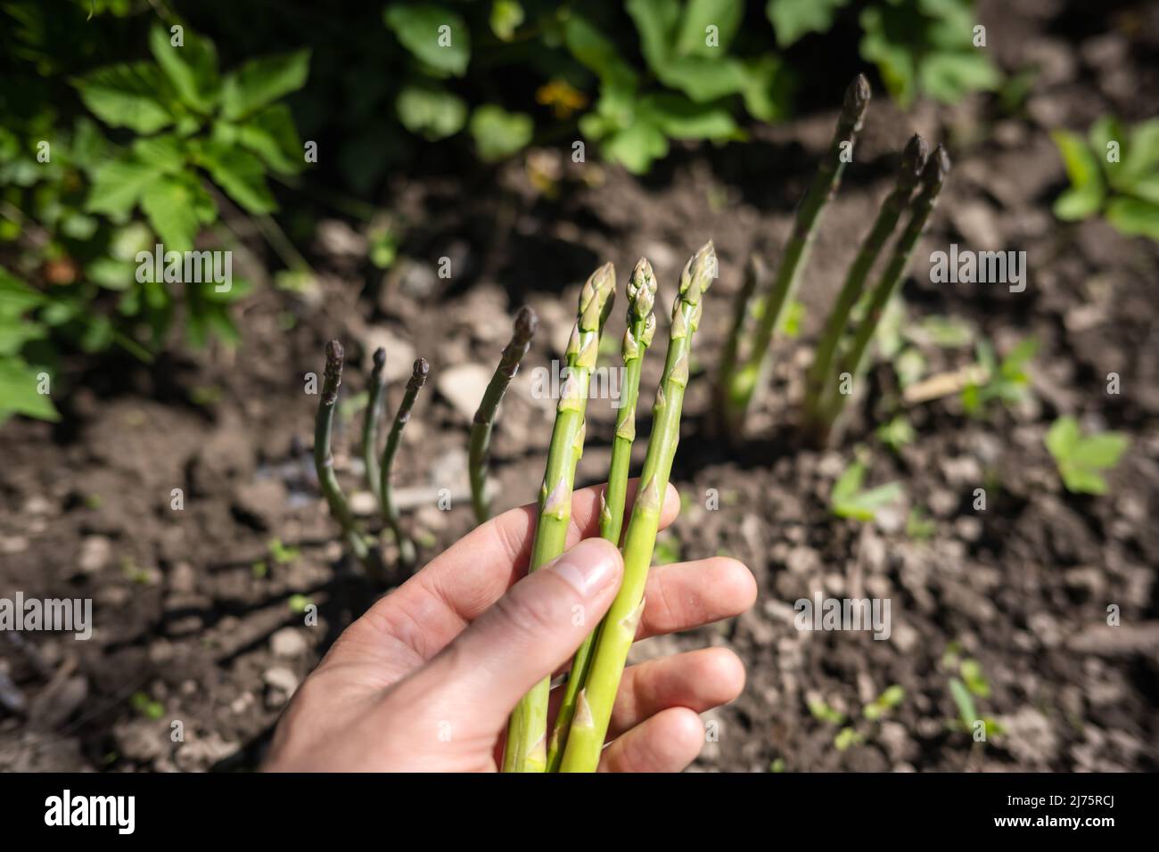 Spargel sprießt in den Händen eines Bauern im Garten. Frischer grüner Spargel sprießt. Food-Fotografie Stockfoto
