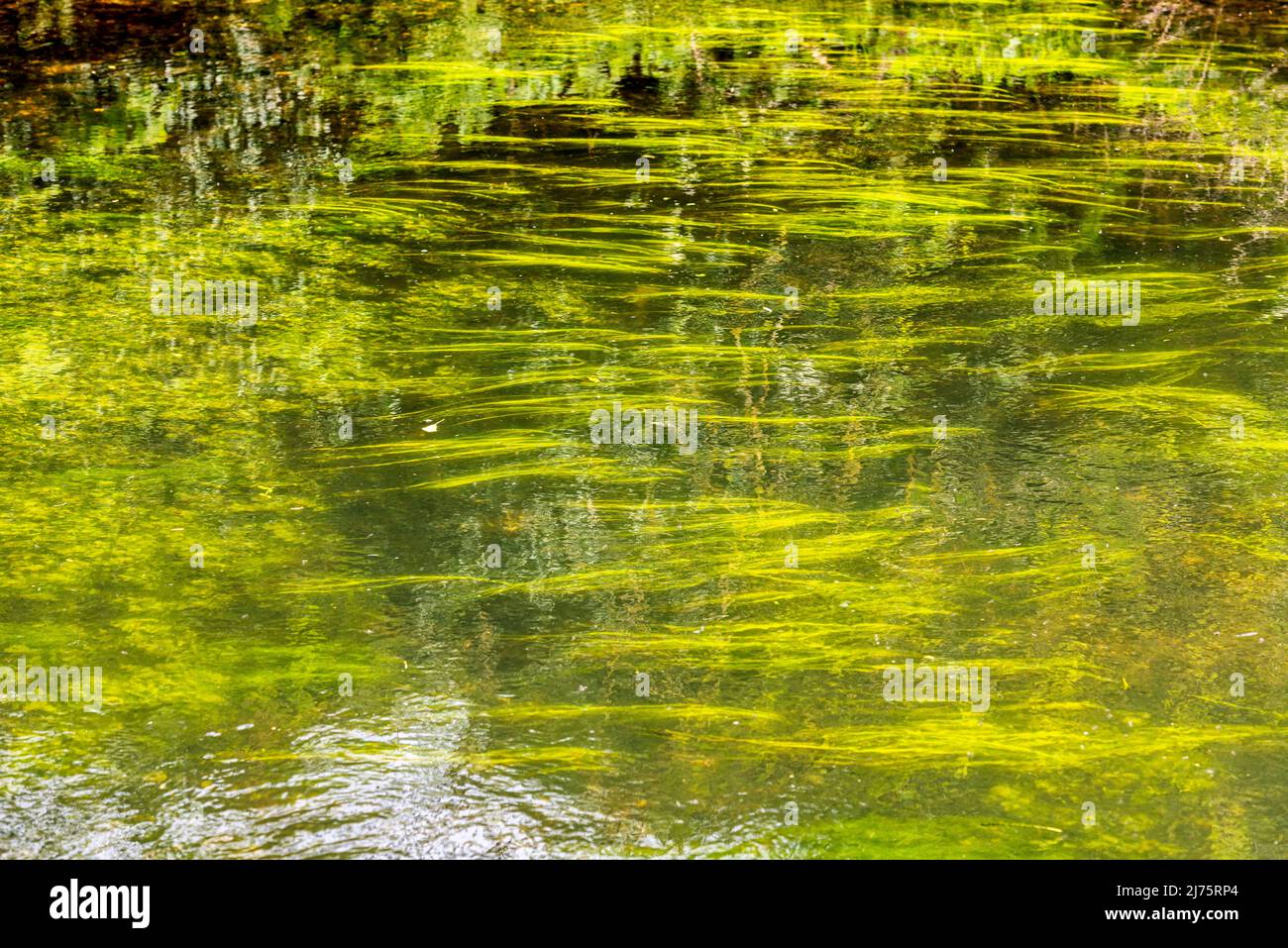 Grüne Pflanzen im Fluss stour bei Canterbury in Kent. Könnte auch einen guten Hintergrund bilden Stockfoto
