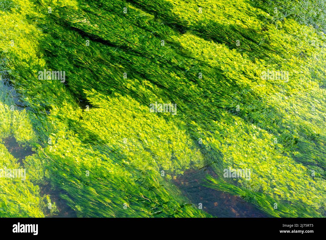 Grüne Pflanzen im Fluss stour bei Canterbury in Kent. Könnte auch einen guten Hintergrund bilden Stockfoto