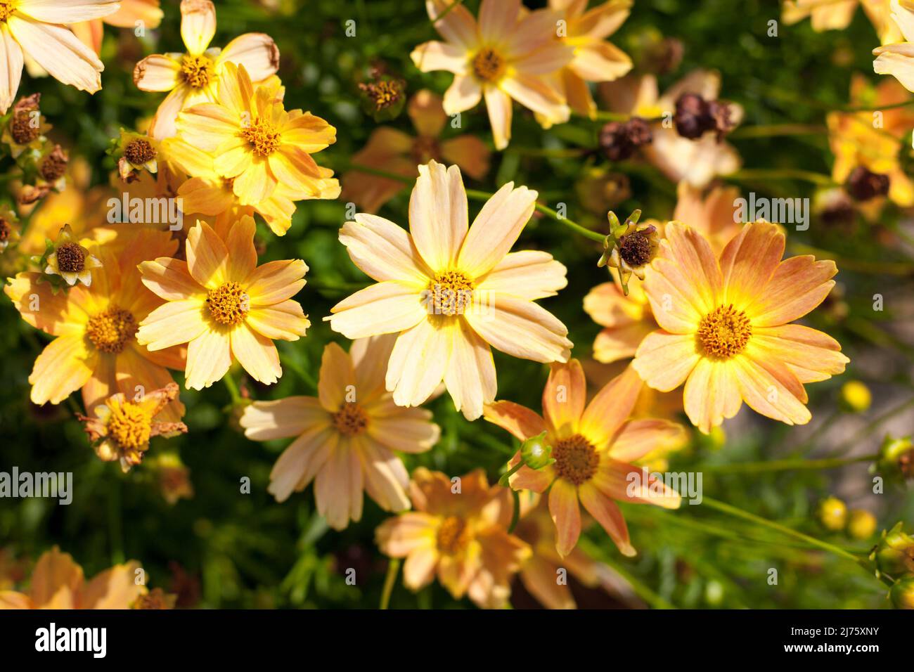 Orange coreopsis blüht in einem Garten Stockfoto