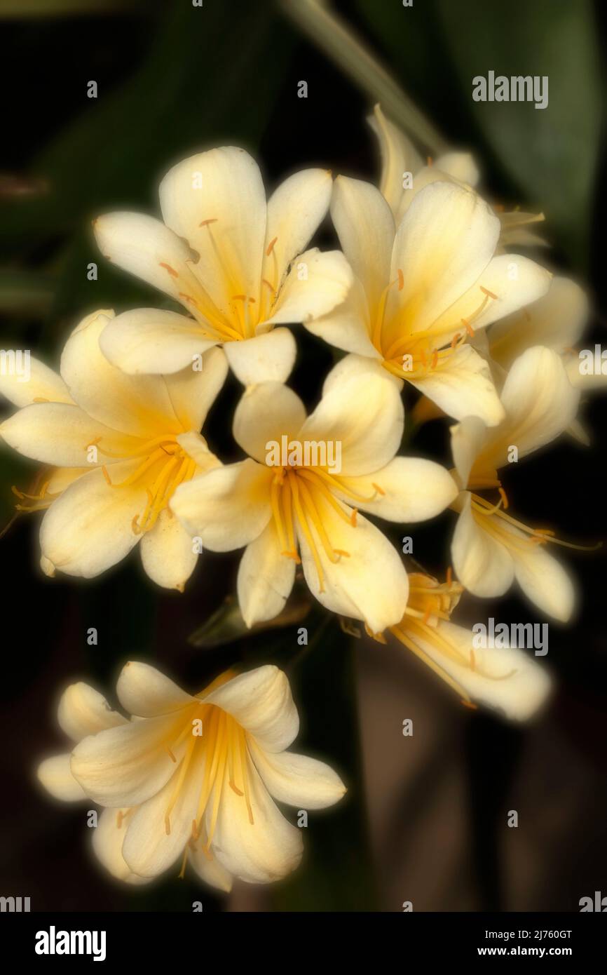 Nahaufnahme eines Pflanzenportraits von Clivia „Bodnant Yellow“, Clivias; Natal Lily Flowers Stockfoto