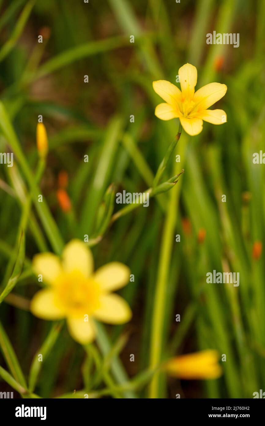 Spindly Moraea Collina, Kaptulip, Blumen und Laub Stockfoto
