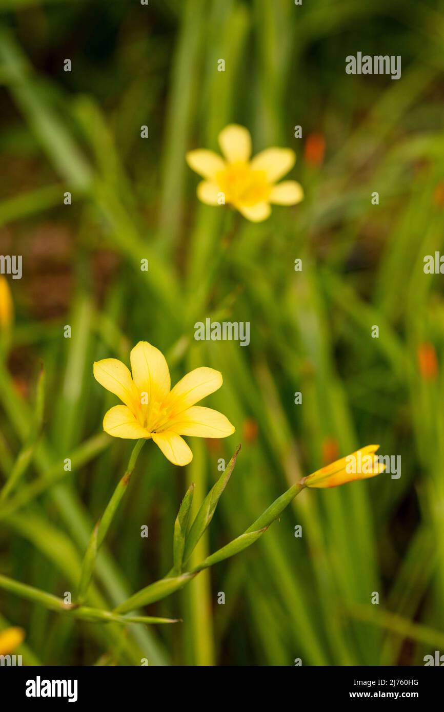 Spindly Moraea Collina, Kaptulip, Blumen und Laub Stockfoto