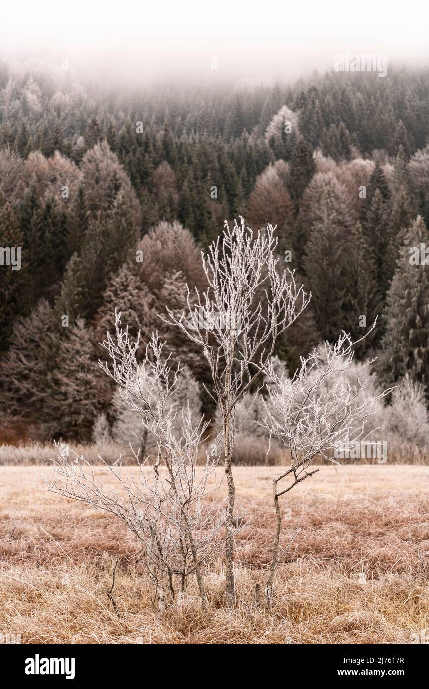 Eine Gruppe junger Birken, die in der sumpfigen Landschaft des Werdenfelserlandes am Geroldsee mit Reif bedeckt sind. Stockfoto