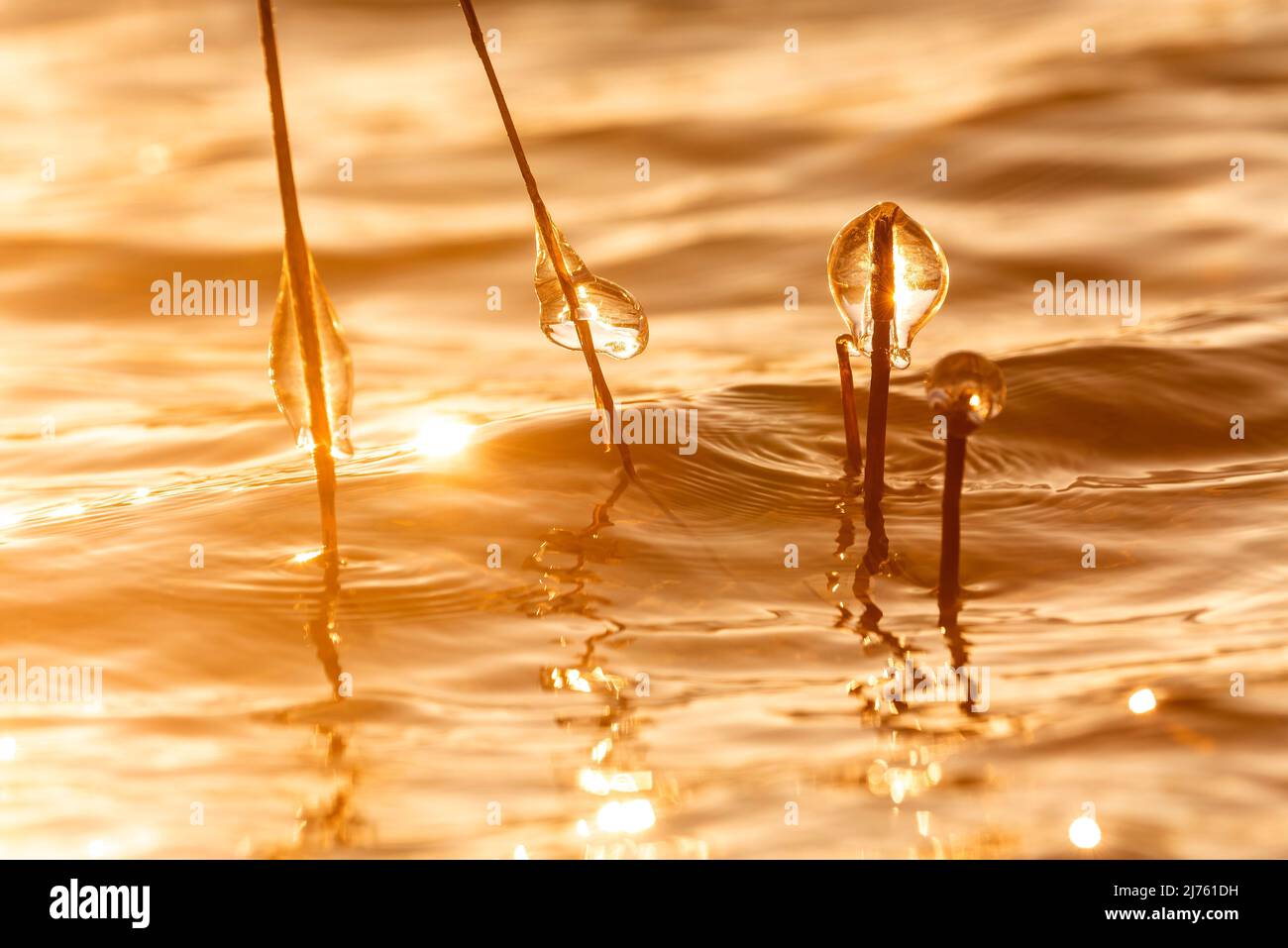 Eiszapfen auf Schilfhalmen gegen das Licht der untergehenden Sonne am Walchensee Stockfoto
