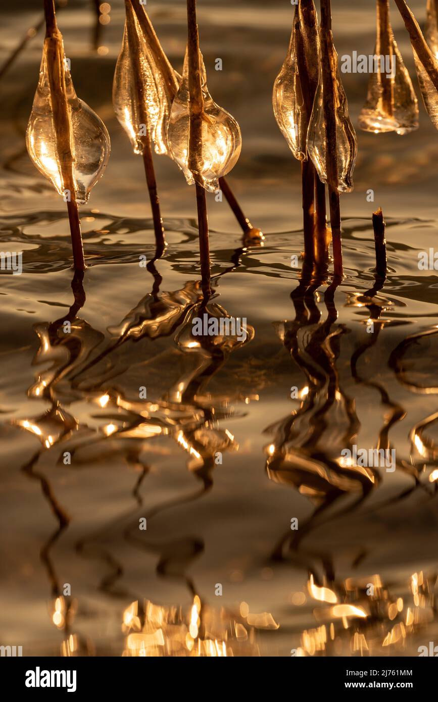 Eiszapfen auf Schilfhalmen gegen das Licht der untergehenden Sonne am Walchensee Stockfoto