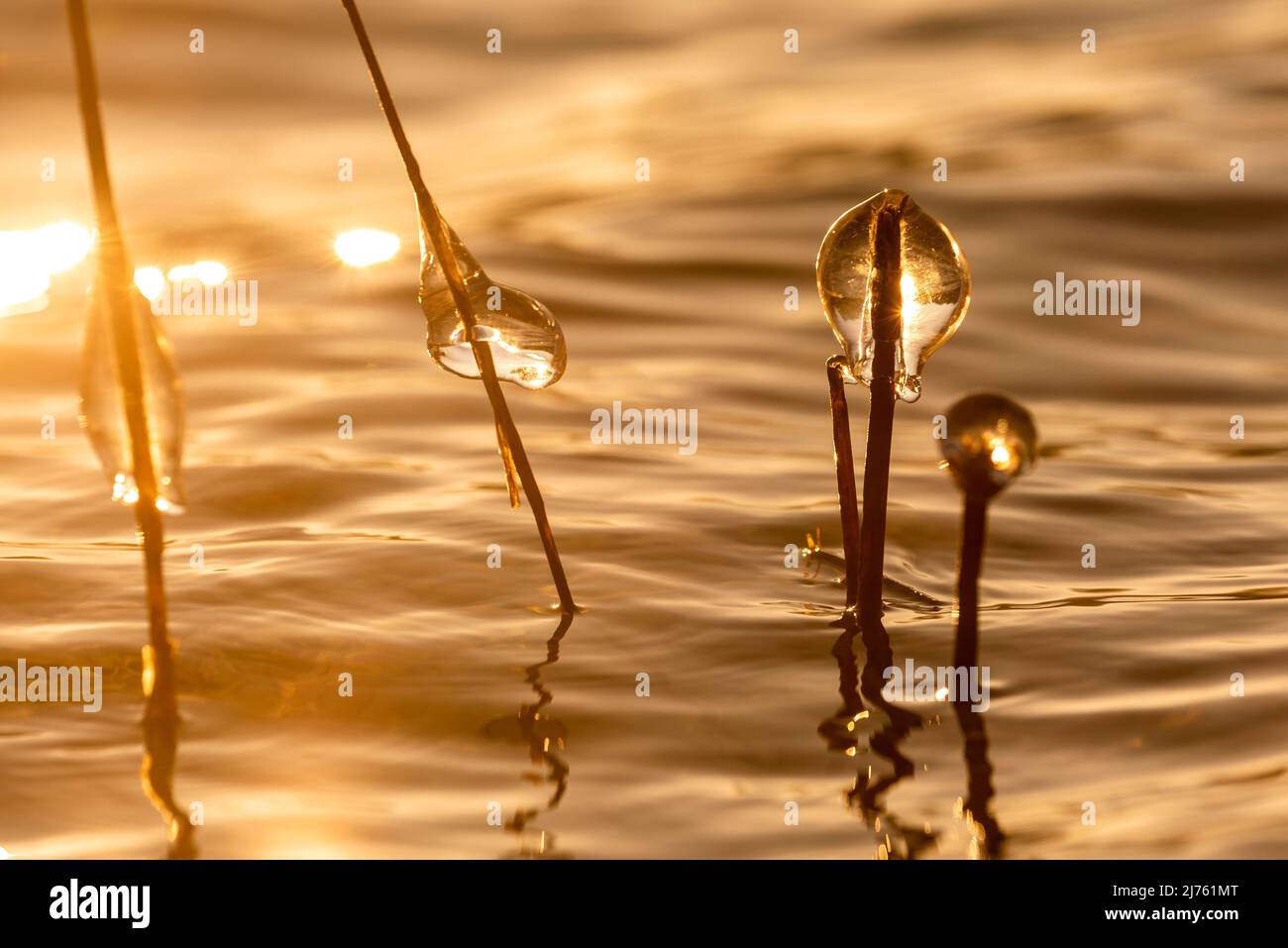 Eiszapfen auf Schilfhalmen gegen das Licht der untergehenden Sonne am Walchensee Stockfoto
