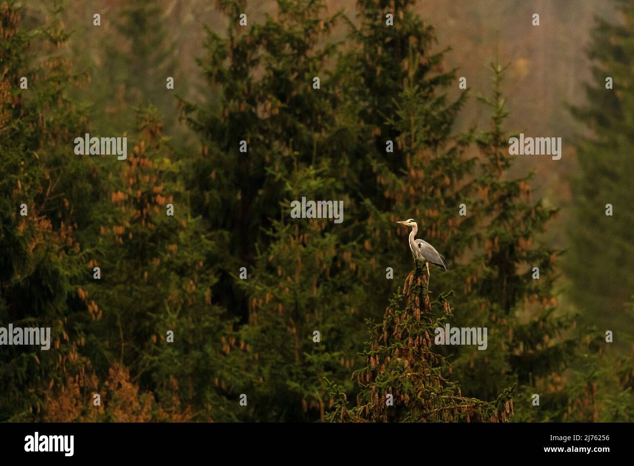 Ein grauer Reiher steht hoch oben auf einem Nadelbaum und spioniert auf einem kleinen Teich. Stockfoto