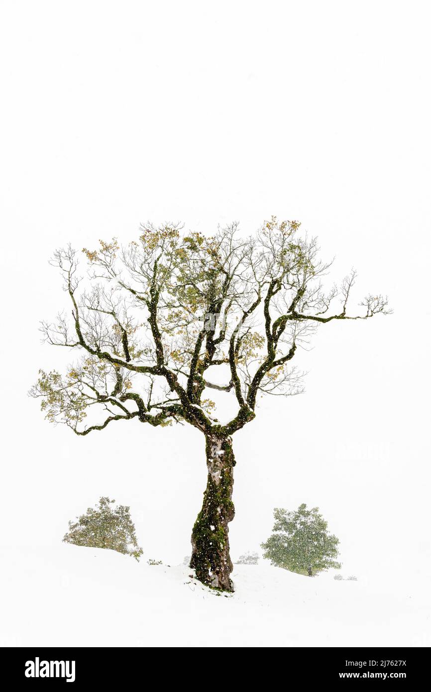 Schnee fällt auf einen alten Ahornbaum auf dem großen Ahornboden im Risstal in Tirol, im Karwendelgebirge. Stockfoto