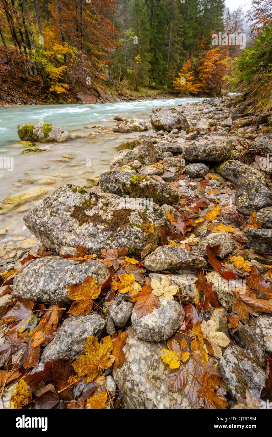 Herbstblätter aus Ahorn und Buche an den felsigen, steinigen Ufern des Rissbaches, einem der Nebenflüsse der Isar, leuchten vom Regen nass die Herbstfarben. Stockfoto