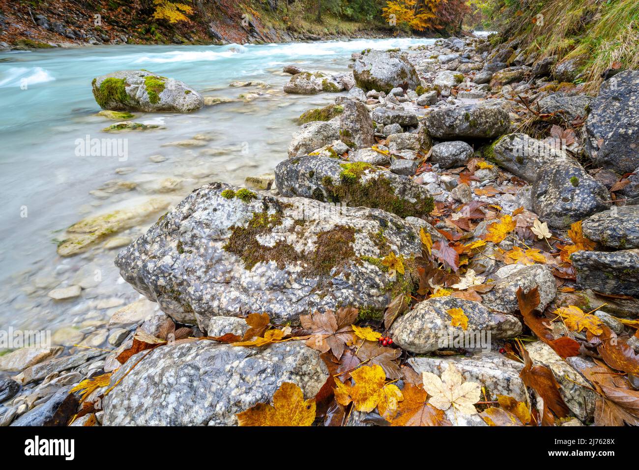 Herbstblätter aus Ahorn und Buche an den felsigen, steinigen Ufern des Rissbaches, einem der Nebenflüsse der Isar, leuchten vom Regen nass die Herbstfarben. Stockfoto